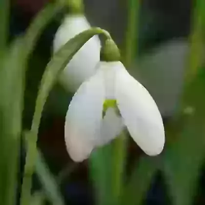 Snowdrops (Galanthus)